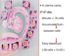 • In uterine cavity

4th-5th day

 Morular = 16 cells

 Accumulate fluid -

   between cells



  Early blastocyst

 ( 58 cells = 5+53 )
 