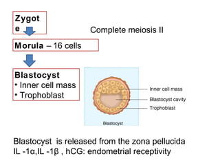     
  
   

       Zygot
       e                   Complete meiosis II
       Morula – 16 cells


       Blastocyst
       • Inner cell mass
       • Trophoblast




       Blastocyst is released from the zona pellucida
       IL -1α,IL -1β , hCG: endometrial receptivity
 