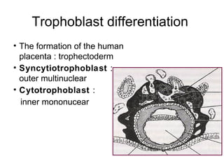 Trophoblast differentiation
• The formation of the human
  placenta : trophectoderm
• Syncytiotrophoblast :
  outer multinuclear
• Cytotrophoblast :
  inner mononucear
 
