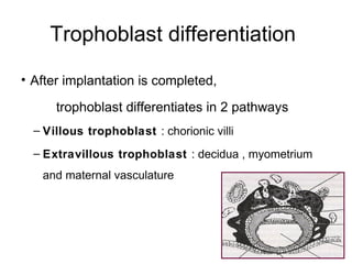Trophoblast differentiation

• After implantation is completed,

      trophoblast differentiates in 2 pathways
  – Villous trophoblast : chorionic villi
  – Extravillous trophoblast : decidua , myometrium
   and maternal vasculature
 