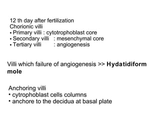 12 th day after fertilization
Chorionic villi
• Primary villi : cytotrophoblast core
• Secondary villi : mesenchymal core
• Tertiary villi     : angiogenesis


Villi which failure of angiogenesis >> Hydatidiform
mole

Anchoring villi
• cytrophoblast cells columns
• anchore to the decidua at basal plate
 