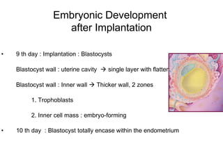 Embryonic Development
                    after Implantation

•   9 th day : Implantation : Blastocysts

    Blastocyst wall : uterine cavity  single layer with flattened cells

    Blastocyst wall : Inner wall  Thicker wall, 2 zones

         1. Trophoblasts

         2. Inner cell mass : embryo-forming

•   10 th day : Blastocyst totally encase within the endometrium
 