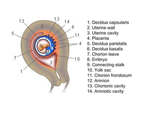 1. Decidua capsularis
2. Uterine wall
3. Uterine cavity
4. Placenta
5. Decidua parietalis
6. Decidua basalis
7. Chorion leave
8. Embryo
9. Connecting stalk
10. Yolk sac
11. Chorion frondosum
12. Amnion
13. Chorionic cavity
14. Amniotic cavity
 