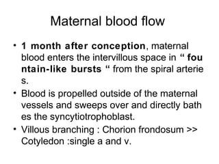 Maternal blood flow
• 1 month after conception, maternal
  blood enters the intervillous space in “ fou
  ntain-like bursts “ from the spiral arterie
  s.
• Blood is propelled outside of the maternal
  vessels and sweeps over and directly bath
  es the syncytiotrophoblast.
• Villous branching : Chorion frondosum >>
  Cotyledon :single a and v.
 