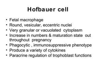 Hofbauer cell
• Fetal macrophage
• Round, vesicular, eccentric nuclei
• Very granular or vacuolated cytoplasm
• Increase in numbers & maturation state out
  throughout pregnancy
• Phagocytic , immunosuppressive phenotype
• Produce a variety of cytokines
• Paracrine regulation of trophoblast functions
 
