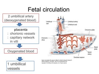 Fetal circulation
   2 umbillical artery
 (deoxygenated blood)

       placenta
  : chorionic vessels
  : capillary network
    in villi

  Oxygenated blood


  1 umbillical
  vessels
 