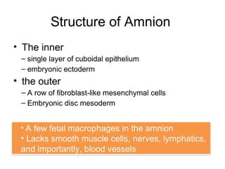 Structure of Amnion
• The inner
 – single layer of cuboidal epithelium
 – embryonic ectoderm
• the outer
 – A row of fibroblast-like mesenchymal cells
 – Embryonic disc mesoderm


 • A few fetal macrophages in the amnion
 • Lacks smooth muscle cells, nerves, lymphatics,
 and importantly, blood vessels
 