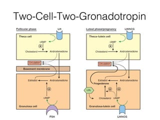 Two-Cell-Two-Gronadotropin
 