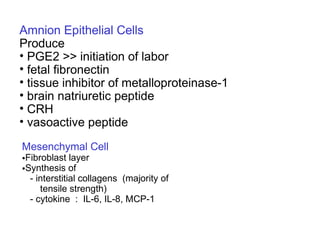 Amnion Epithelial Cells
Produce
• PGE2 >> initiation of labor
• fetal fibronectin
• tissue inhibitor of metalloproteinase-1
• brain natriuretic peptide
• CRH
• vasoactive peptide

Mesenchymal Cell
•Fibroblast layer
•Synthesis of
  - interstitial collagens (majority of
     tensile strength)
  - cytokine : IL-6, IL-8, MCP-1
 