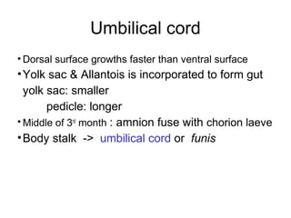 Umbilical cord
• Dorsal surface growths faster than ventral surface
• Yolk sac & Allantois is incorporated to form gut
  yolk sac: smaller
       pedicle: longer
• Middle of 3rd month : amnion fuse with chorion laeve
• Body stalk -> umbilical cord or funis
 