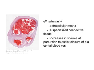 •Wharton jelly
    - extracellular metrix
    - a specialized connective
 tissue
    - increases in volume at
 parturition to assist closure of pla
 cental blood vss
 