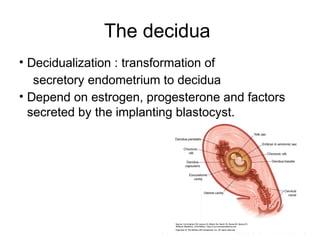 The decidua
• Decidualization : transformation of
   secretory endometrium to decidua
• Depend on estrogen, progesterone and factors
  secreted by the implanting blastocyst.
 