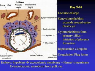 Implantation of embryo 3 | PDF