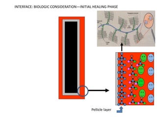 Pellicle layer
INTERFACE: BIOLOGIC CONSIDERATION—INITIAL HEALING PHASE
 