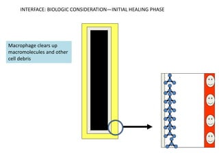Macrophage clears up
macromolecules and other
cell debris
INTERFACE: BIOLOGIC CONSIDERATION—INITIAL HEALING PHASE
 