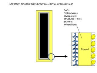 Osteoid
INTERFACE: BIOLOGIC CONSIDERATION—INITIAL HEALING PHASE
GAGs:
Proteoglycans
Glycoproteins
Structured Fibres:
Enzymes:
Mineral ions:
 