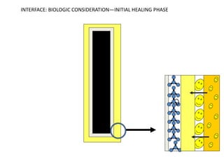 INTERFACE: BIOLOGIC CONSIDERATION—INITIAL HEALING PHASE
 