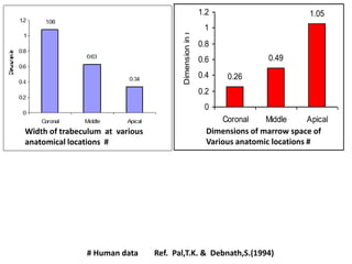 Width of trabeculum at various
anatomical locations #
0.26
0.49
1.05
0
0.2
0.4
0.6
0.8
1
1.2
Coronal Middle Apical
Dimension
in
mm.
Dimensions of marrow space of
Various anatomic locations #
# Human data Ref. Pal,T.K. & Debnath,S.(1994)
 