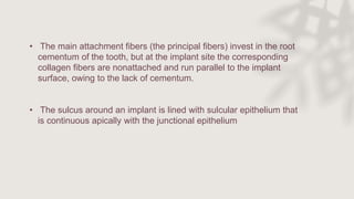 • The main attachment fibers (the principal fibers) invest in the root
cementum of the tooth, but at the implant site the corresponding
collagen fibers are nonattached and run parallel to the implant
surface, owing to the lack of cementum.
• The sulcus around an implant is lined with sulcular epithelium that
is continuous apically with the junctional epithelium
 
