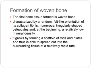 Formation of woven bone
 The first bone tissue formed is woven bone.
 characterized by a random, felt-like orientation of
its collagen fibrils, numerous, irregularly shaped
osteocytes and, at the beginning, a relatively low
mineral density.
 it grows by forming a scaffold of rods and plates
and thus is able to spread out into the
surrounding tissue at a relatively rapid rate
 
