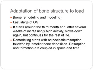 Adaptation of bone structure to load
 (bone remodeling and modeling)
 Last stage of OG
 It starts around the third month and, after several
weeks of increasingly high activity, slows down
again, but continues for the rest of life.
 Remodeling starts with osteoclastic resorption,
followed by lamellar bone deposition. Resorption
and formation are coupled in space and time.
 