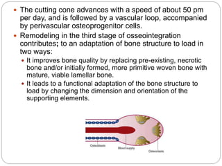  The cutting cone advances with a speed of about 50 pm
per day, and is followed by a vascular loop, accompanied
by perivascular osteoprogenitor cells.
 Remodeling in the third stage of osseointegration
contributes; to an adaptation of bone structure to load in
two ways:
 It improves bone quality by replacing pre-existing, necrotic
bone and/or initially formed, more primitive woven bone with
mature, viable lamellar bone.
 It leads to a functional adaptation of the bone structure to
load by changing the dimension and orientation of the
supporting elements.
 
