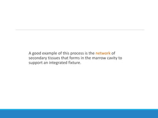 A good example of this process is the network of
secondary tissues that forms in the marrow cavity to
support an integrated fixture.
 
