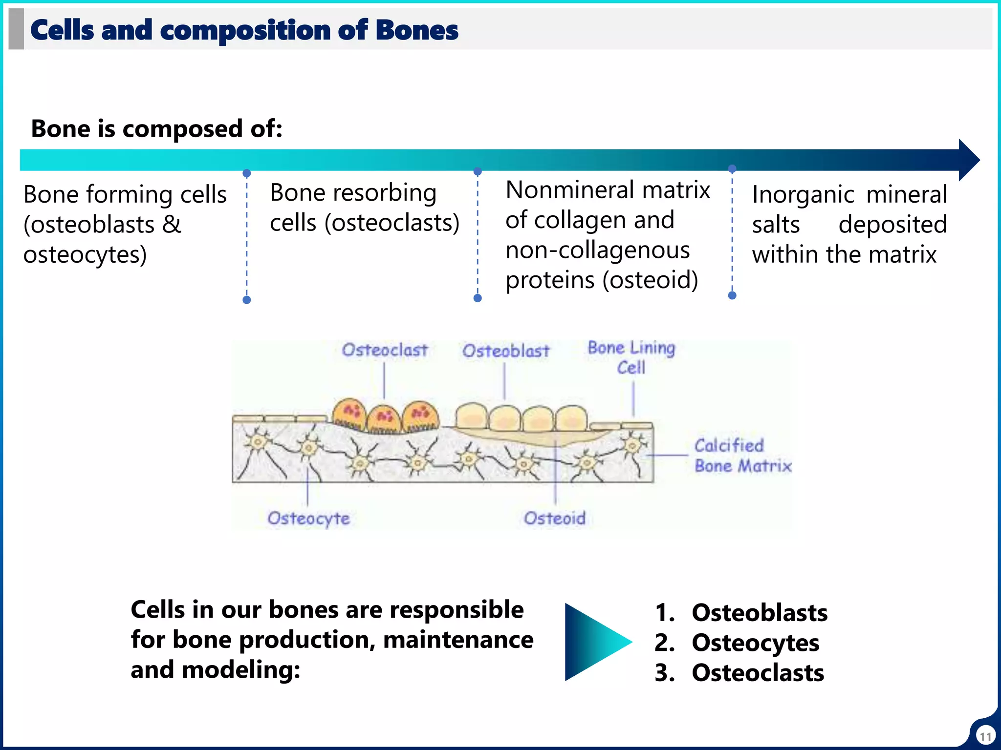 11
Cells and composition of Bones
Bone is composed of:
Bone forming cells
(osteoblasts &
osteocytes)
Bone resorbing
cells (osteoclasts)
Nonmineral matrix
of collagen and
non-collagenous
proteins (osteoid)
Inorganic mineral
salts deposited
within the matrix
Cells in our bones are responsible
for bone production, maintenance
and modeling:
1. Osteoblasts
2. Osteocytes
3. Osteoclasts
 