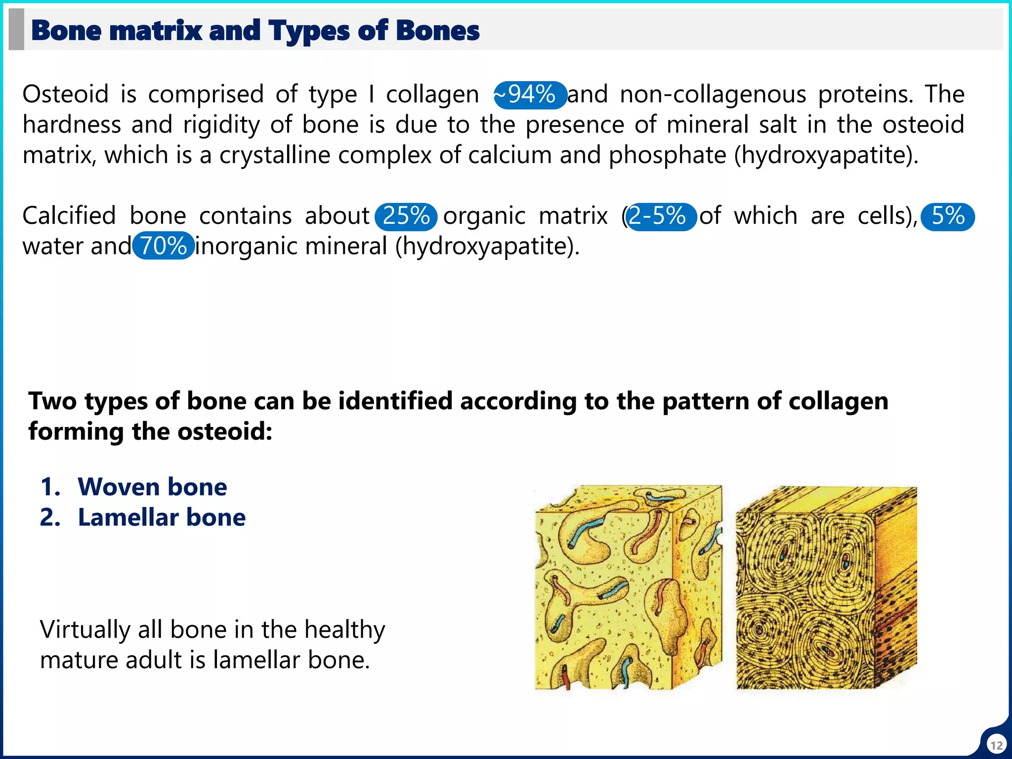 12
Bone matrix and Types of Bones
Osteoid is comprised of type I collagen ~94% and non-collagenous proteins. The
hardness and rigidity of bone is due to the presence of mineral salt in the osteoid
matrix, which is a crystalline complex of calcium and phosphate (hydroxyapatite).
Calcified bone contains about 25% organic matrix (2-5% of which are cells), 5%
water and 70% inorganic mineral (hydroxyapatite).
Two types of bone can be identified according to the pattern of collagen
forming the osteoid:
1. Woven bone
2. Lamellar bone
Virtually all bone in the healthy
mature adult is lamellar bone.
 
