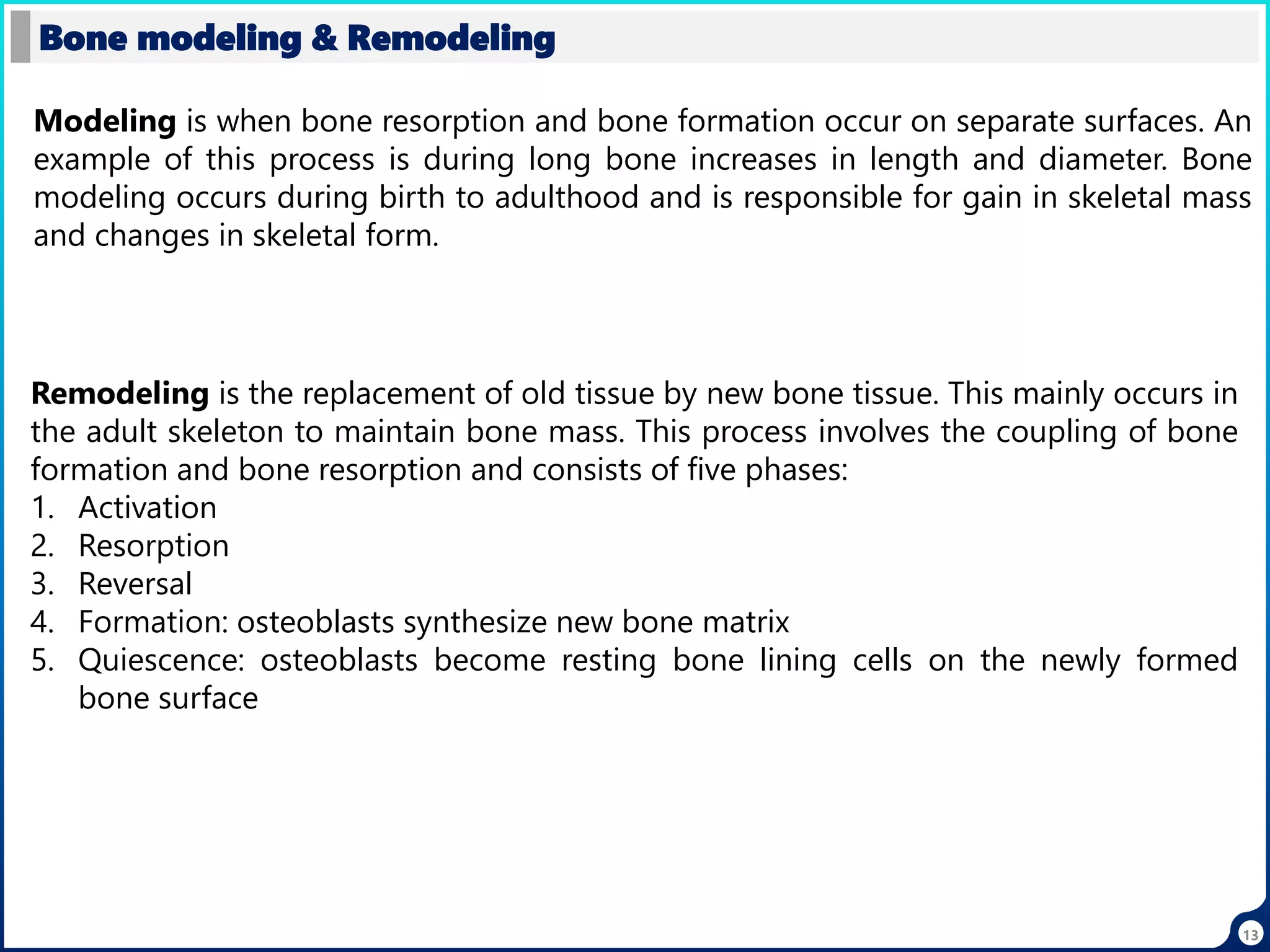 13
Bone modeling & Remodeling
Modeling is when bone resorption and bone formation occur on separate surfaces. An
example of this process is during long bone increases in length and diameter. Bone
modeling occurs during birth to adulthood and is responsible for gain in skeletal mass
and changes in skeletal form.
Remodeling is the replacement of old tissue by new bone tissue. This mainly occurs in
the adult skeleton to maintain bone mass. This process involves the coupling of bone
formation and bone resorption and consists of five phases:
1. Activation
2. Resorption
3. Reversal
4. Formation: osteoblasts synthesize new bone matrix
5. Quiescence: osteoblasts become resting bone lining cells on the newly formed
bone surface
 