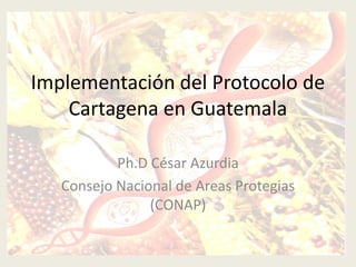 Implementación del Protocolo de
    Cartagena en Guatemala

           Ph.D César Azurdia
   Consejo Nacional de Areas Protegias
                (CONAP)
 