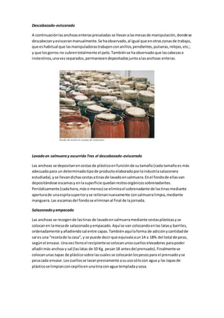 Descabezado-eviscerado
A continuaciónlasanchoasenteraspresaladas se llevanalasmesasde manipulación,dondese
descabezanyevisceranmanualmente.Se haobservado,al igual que enotraszonasde trabajo,
que eshabitual que lasmanipuladorastrabajenconanillos,pendientes,pulseras,relojes,etc.;
y que losgorros no cubrentotalmente el pelo.Tambiénse haobservadoque lascabezase
instestinos,unavezseparados,permanecendepositadosjuntoalasanchoas enteras.
Lavadoen salmueray escurridoTras el descabezado-eviscerado
Las anchoas se depositanencestasde plásticoenfunciónde sutamaño(cada tamañoes más
adecuadopara un determinadotipode productoelaboradoporlaindustriasalazonera
estudiada),yse llevandichascestasatinasde lavadoensalmuera.Enel fondode ellasvan
depositándose escamasy enlasuperficie quedanrestosorgánicossobrenadantes.
Periódicamente (cadahora,máso menos) se eliminael sobrenadante de lastinasmediante
aperturade unaespitasuperioryse rellenannuevamente consalmueralimpia,mediante
manguera.Las escamasdel fondose eliminanal final de lajornada.
Salazonadoyempacado
Las anchoas se recogende lastinas de lavadoensalmueramediante cestasplásticasyse
colocanen lamesade salazonadoyempacado.Aquíse van colocandoenlas latasy barriles,
ordenadamente yañadiendosal entre capas.Tambiénaquílaforma de adiciónycantidadde
sal es una “recetade la casa”, y se puede decirque equivaleaun14 a 18% del total de peso,
segúnel envase.Unavezllenoel recipientese colocanunoscuelloselevadores parapoder
añadirmás anchoa y sal (laslatas de 10 Kg. pesan18 antesdel prensado).Finalmentese
colocanunas tapas de plásticosobre lascualesse colocaránlospesospara el prensadoyse
pesacada envase.Loscuellosse lavanpreviamente asuusosólocon agua y las tapasde
plásticose limpianconcepilloenunatinaconagua templadaysosa.
 