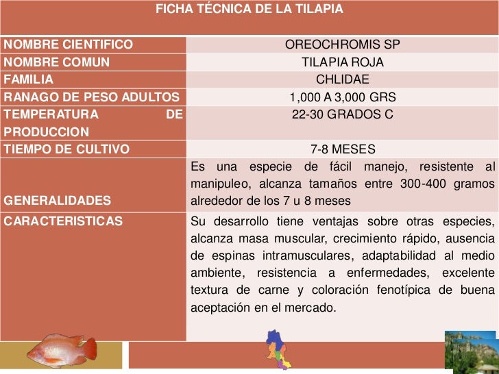 IMPLEMENTACION DE UN CULTIVO DE TILAPIA ROJA EN 12 ESTANQUES ELABORA…