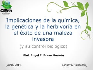 Implicaciones de la química,
la genética y la herbivoría en
el éxito de una maleza
invasora
(y su control biológico)
Biól. Angel E. Bravo Monzón
Junio, 2014. Sahuayo, Michoacán.
 