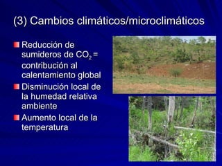 (3) Cambios climáticos/microclimáticos Reducción de sumideros de CO 2  = contribución al calentamiento global Disminución local de la humedad relativa ambiente Aumento local de la temperatura 