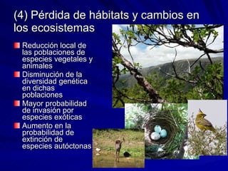 (4) Pérdida de hábitats y cambios en los ecosistemas Reducción local de las poblaciones de especies vegetales y animales Disminución de la diversidad genética en dichas poblaciones Mayor probabilidad de invasión por especies exóticas Aumento en la probabilidad de extinción de especies autóctonas 