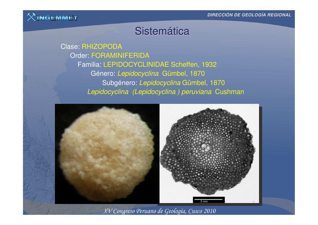IMPLICANCIAS DE LA PRESENCIA DE LEPIDOCYCLINA (PLIOLEPIDINA) PERUVIAN…