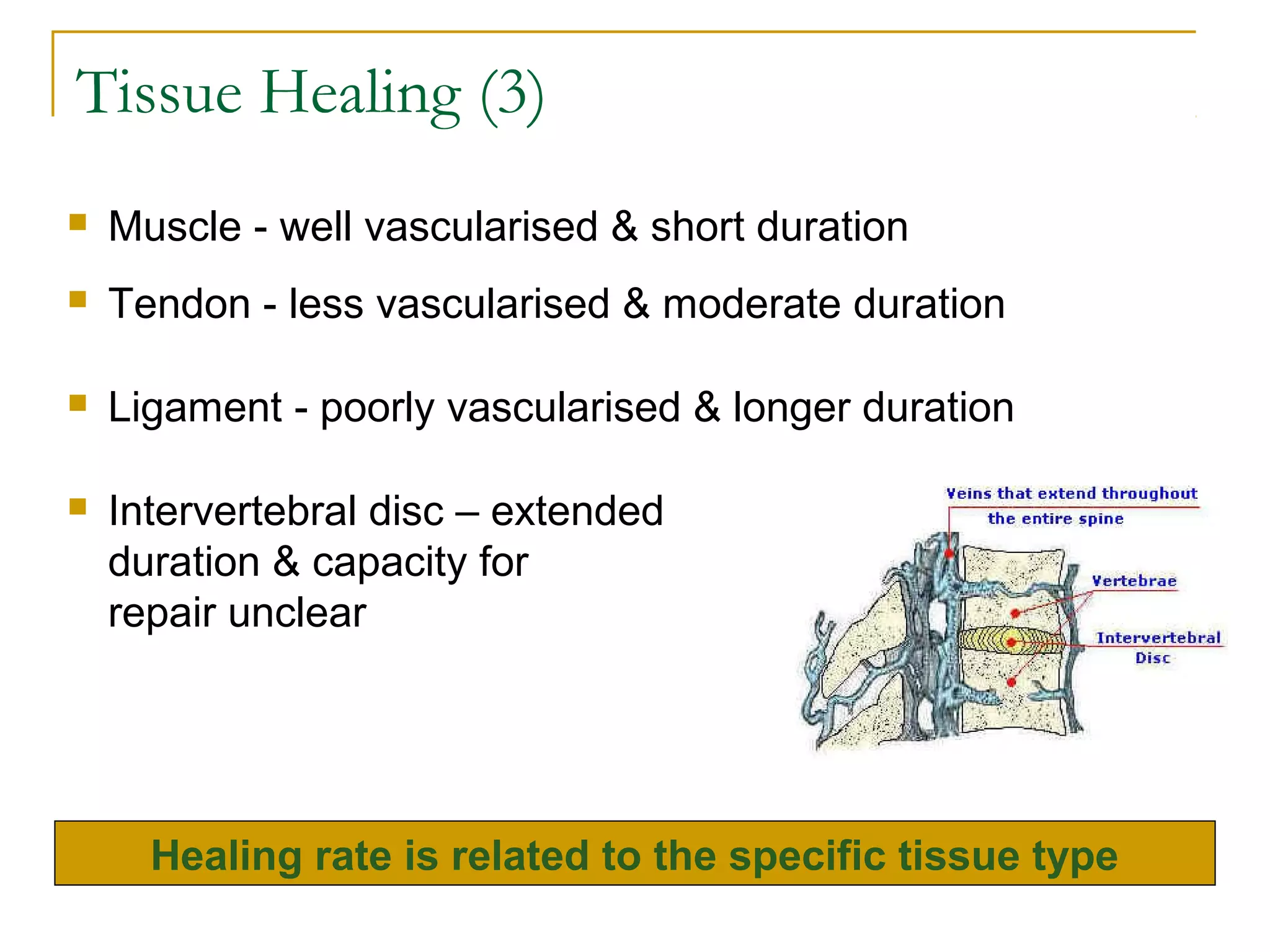 Tissue Healing (3)
   Muscle - well vascularised & short duration
   Tendon - less vascularised & moderate duration

   Ligament - poorly vascularised & longer duration

   Intervertebral disc – extended
    duration & capacity for
    repair unclear




      Healing rate is related to the specific tissue type
 