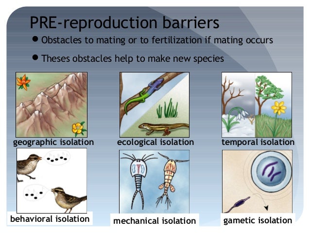 Natural Selection Variation Isolation And Selection Natural Selection Variation Isolation And Selection