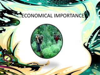 …
…ECONOMICAL IMPORTANCE…
 