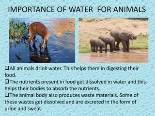 IMPORTANCE OF WATER FOR ANIMALS




All animals drink water. This helps them in digesting their
food.
The nutrients present in food get dissolved in water and this
helps their bodies to absorb the nutrients.
The animal body also produces waste materials. Some of
these wastes get dissolved and are excreted in the form of
urine and sweat.
 