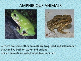 AMPHIBIOUS ANIMALS




There are some other animals like frog, toad and salamander
that can live both on water and on land.
Such animals are called amphibious animals.
 