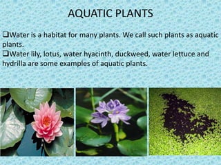 AQUATIC PLANTS
Water is a habitat for many plants. We call such plants as aquatic
plants.
Water lily, lotus, water hyacinth, duckweed, water lettuce and
hydrilla are some examples of aquatic plants.
 