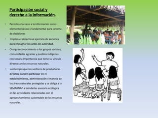 Participación social y
derecho a la información.
• Permite el acceso a la información como
elemento básico y fundamental para la toma
de decisiones
• Implica el derecho al ejercicio de acciones
para impugnar los actos de autoridad.
• Otorga reconocimiento a los grupos sociales,
comunidades agrarias y pueblos indígenas
con toda la importancia que tiene su vinculo
directo con los recursos naturales.
• contempla que los sectores de productores
directos pueden participar en el
establecimiento, administración y manejo de
las áreas naturales protegidas y se obliga a la
SEMARNAP a brindarles asesoría ecológica
en las actividades relacionadas con el
aprovechamiento sustentable de los recursos
naturales.
 