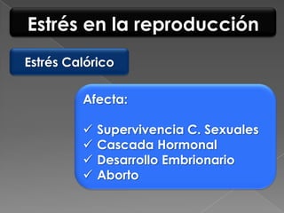 Estrés en la reproducción
Estrés Calórico

         Afecta:

            Supervivencia C. Sexuales
            Cascada Hormonal
            Desarrollo Embrionario
            Aborto
 