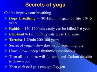 Secrets of yoga
Can be improve our breathing
 Dogs breathing – 80-120/min span of life 10-15
years
 Rabbit – 150-160/min easily can be killed 5-6 years
 Elephant 8-12/min only eats grass 100 years
 Tortoise 1-2/min 200-300 years
 Secret of yoga – slow down your breathing rate.
 How? Slow / deep / rhythmic / continuous
 Then all the lobes will function and Carbon-dioxide
is thrown out
 Then each cell gets enough Oxygen
 