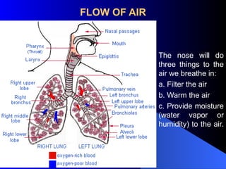 FLOW OF AIR
The nose will do
three things to the
air we breathe in:
a. Filter the air
b. Warm the air
c. Provide moisture
(water vapor or
humidity) to the air.
 