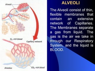 ALVEOLI
The Alveoli consist of thin,
flexible membranes that
contain an extensive
network of Capillaries.
The Membranes separate
a gas from liquid. The
gas is the air we take in
through our Respiratory
System, and the liquid is
BLOOD.
 