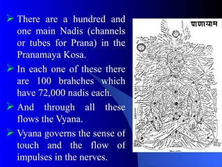  There are a hundred and
one main Nadis (channels
or tubes for Prana) in the
Pranamaya Kosa.
 In each one of these there
are 100 brahches which
have 72,000 nadis each.
 And through all these
flows the Vyana.
 Vyana governs the sense of
touch and the flow of
impulses in the nerves.
 