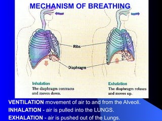 VENTILATION movement of air to and from the Alveoli.
INHALATION - air is pulled into the LUNGS.
EXHALATION - air is pushed out of the Lungs.
MECHANISM OF BREATHING
 